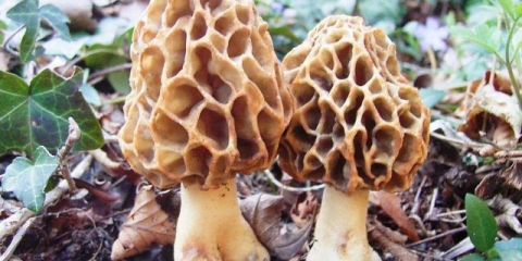 Kako uzgajati gljive smrčka: tehnologije uzgoja